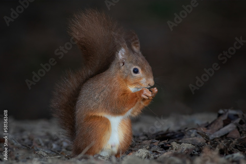 A close up portrait of a red squirrel sitting on the floor eating a nut. It shows the bushy tail and ear tufts. Tanen at dusk with space for copy