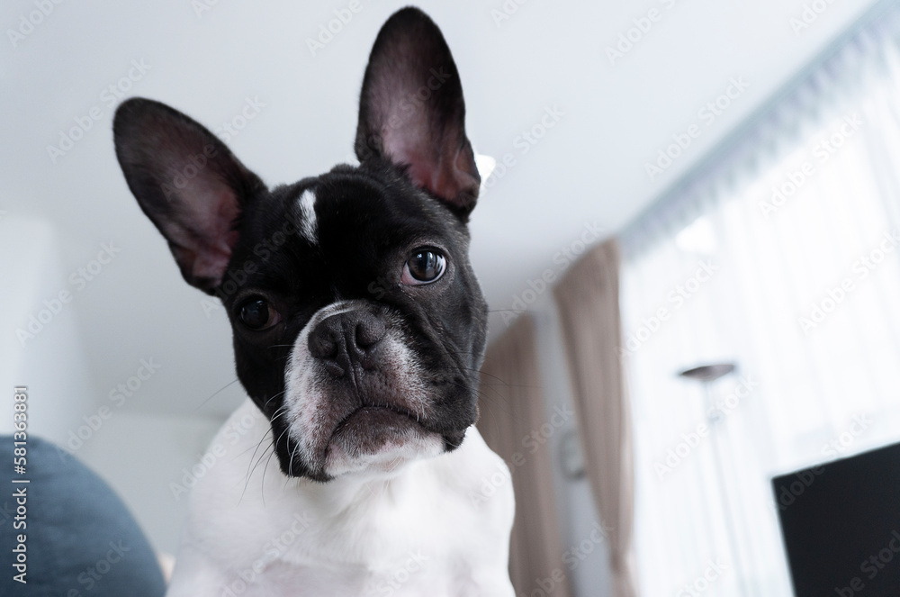Adorable fawn French Bulldog puppy, sitting up facing front. Looking curious towards camera