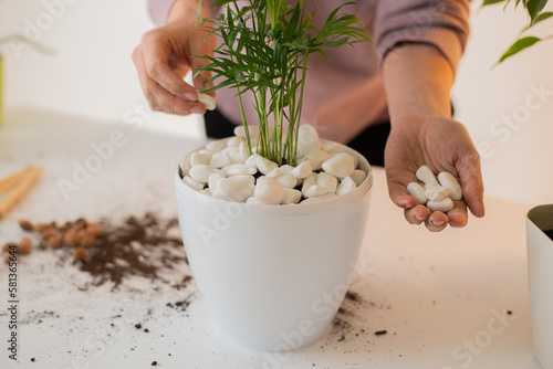 hands plant a plant in a new pot. Home gardening and care. Using decorative stone  for transplanting plant. Hands holding white snote. Preparation for transplanting or repotting room plant