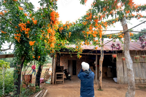 small wooden house covered with orange trumpet vine flowers  Pyrostegia venusta   