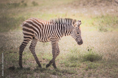 A young, baby zebra in Tarangire National Park, Tanzania