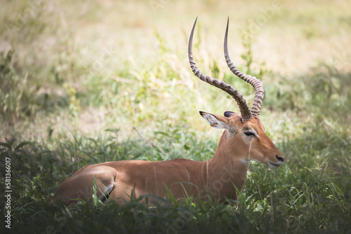 A male impala antelope in Tarangire National Park  Tanzania