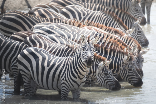 Zebras gathering by a watering hole in Tarangire National Park, Tanzania photo