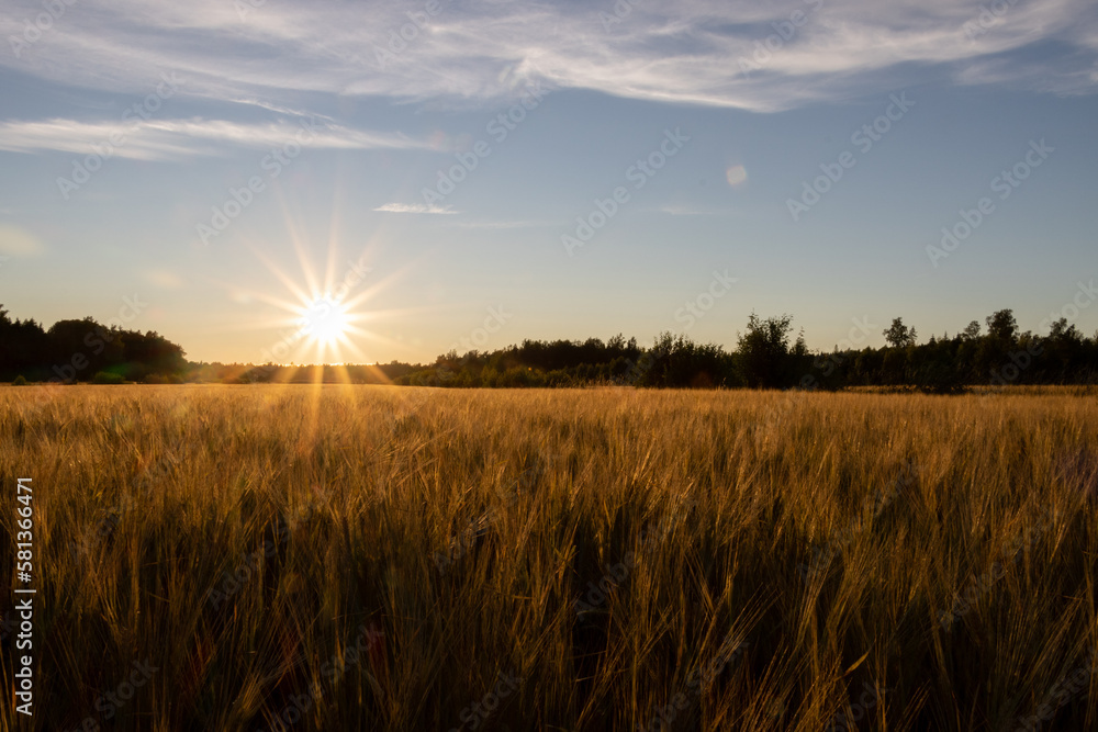 wheat field at sunset wheat field at sunset