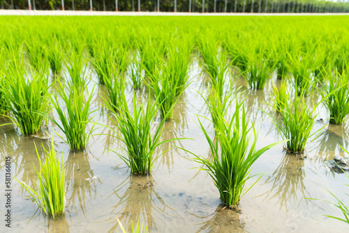 Close-up of rice seedlings growing in the fields of Taiwan.