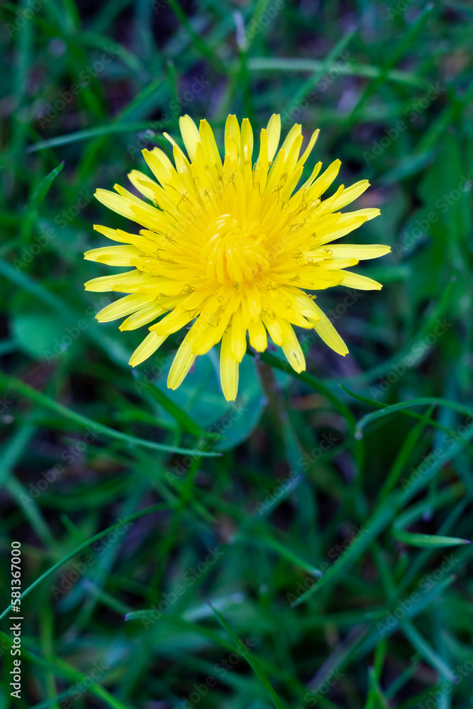 Blooming yellow dandelion flower on green meadow Blooming yellow dandelion flower on green meadow