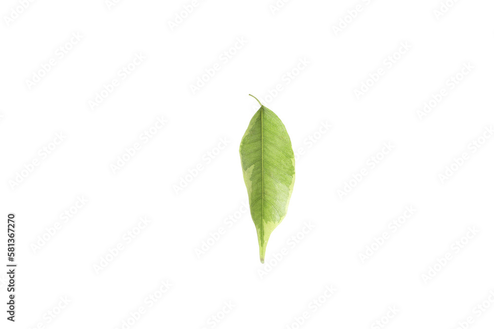 Concept of nature, leaf, isolated on white background Concept of nature, leaf, isolated on white background