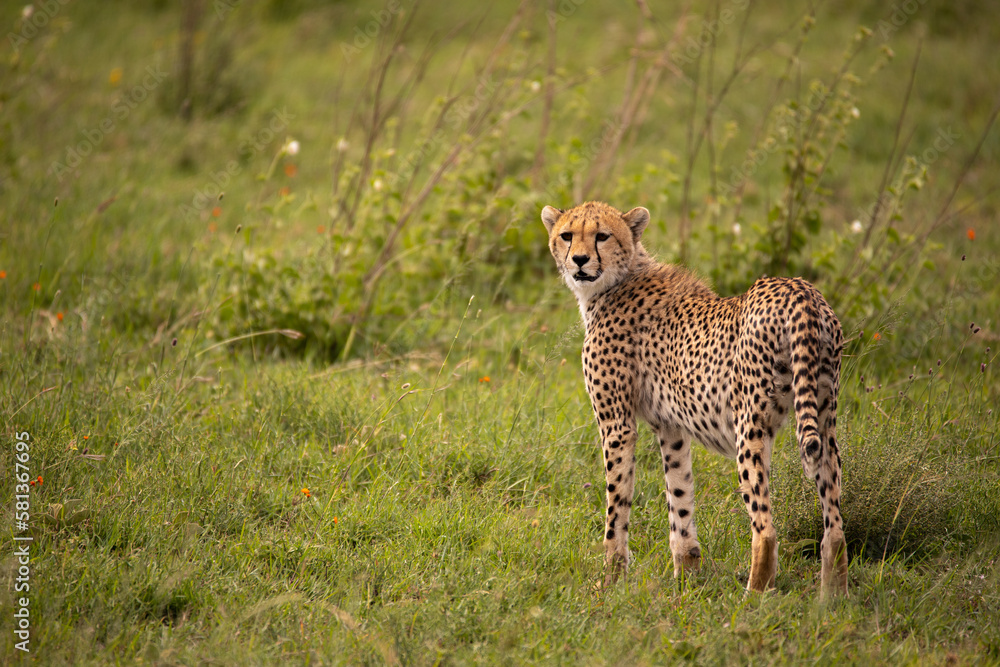 A young cheetah relaxing in Serengeti National Park, Tanzania A young cheetah relaxing in Serengeti National Park, Tanzania