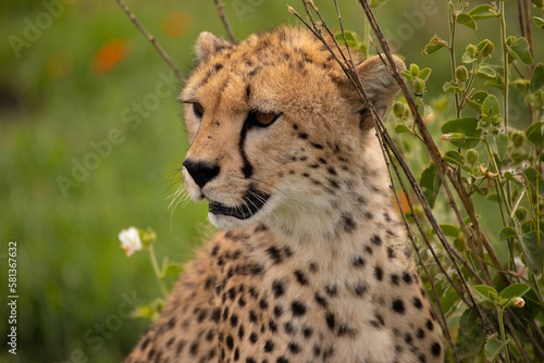 Photography A young cheetah relaxing in Serengeti National Park, Tanzania