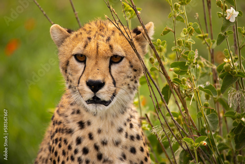 Canvas Print A young cheetah relaxing in Serengeti National Park, Tanzania