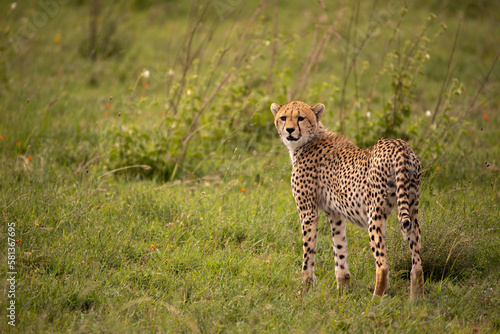 A young cheetah relaxing in Serengeti National Park, Tanzania
