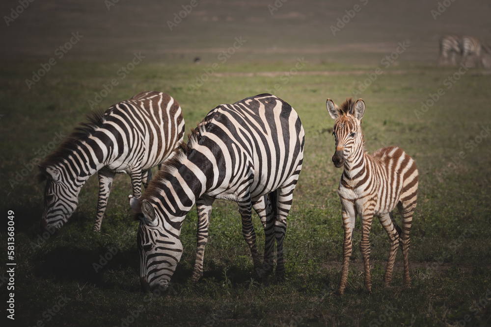 Naklejka premium A baby zebra and it's mother in the Ngorongoro Crater, Tanzania