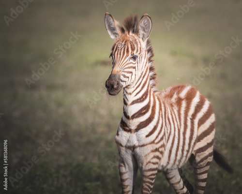 Baby zebra in the Ngorongoro Crater, Tanzania