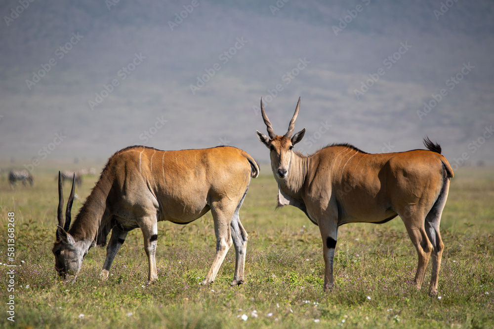 Two male elands grassing in the Ngorongoro Crater, Tanzania Two male elands grassing in the Ngorongoro Crater, Tanzania