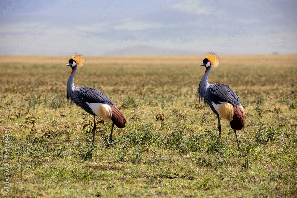 Obraz premium Beautiful grey crowned crane in the Ngorongoro Crater, Tanzania