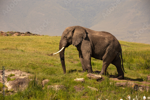 An incredible African elephant in the Ngorongoro Crater  Tanzania