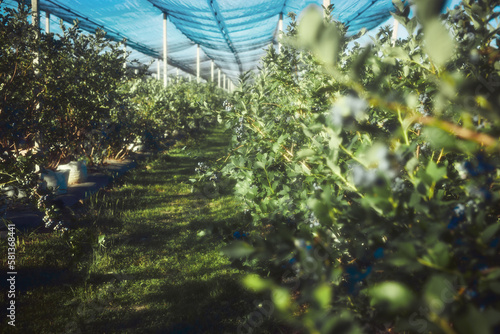 Blueberrie farm ready for seasonal picking.