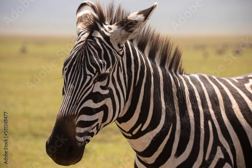 Close up of zebra in the Ngorongoro Crater  Tanzania