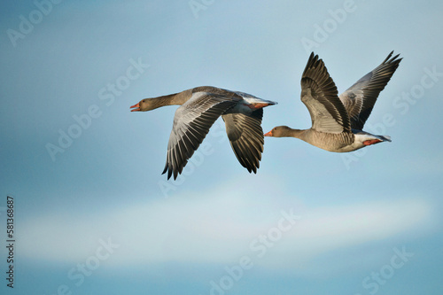 Greylag goose flies over the shores of Lake Constance