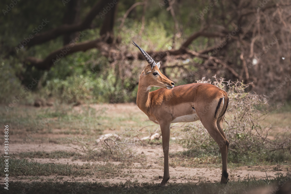 Young male impala in Lake Manyara National Park, Tanzania Young male impala in Lake Manyara National Park, Tanzania