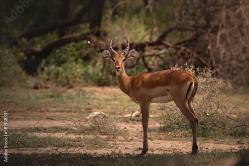 Young male impala in Lake Manyara National Park, Tanzania photo