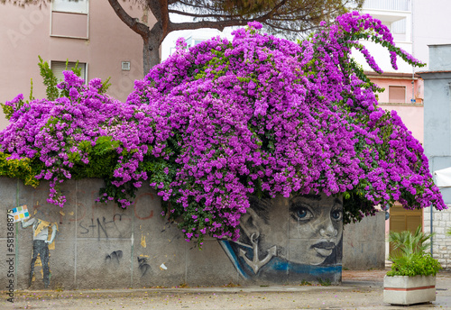 BARLETTA, ITALY, JULY 8, 2022 - Bouganville flowers with mural in Barletta city, Apulia, Italy