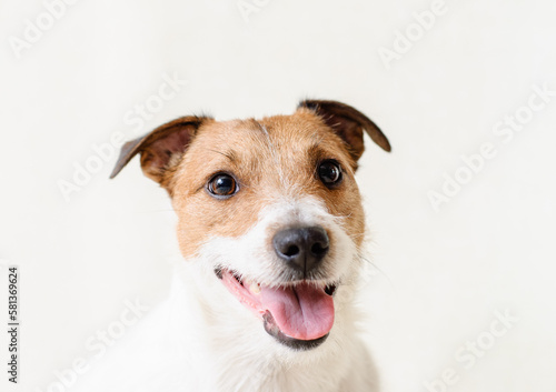 Happy smiling Jack Russell Terrier dog puppy portrait on white background