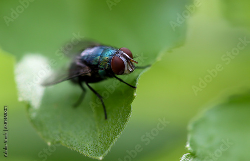 Close up macro shot House fly, Fly, House fly on leaf © Tosdy Prince Shutte