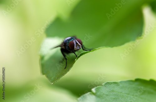 Close up macro shot House fly, Fly, House fly on leaf