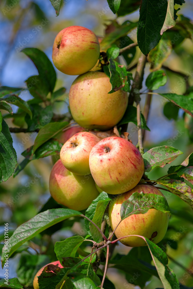A photo of taste and beautiful apples A photo of taste and beautiful apples
