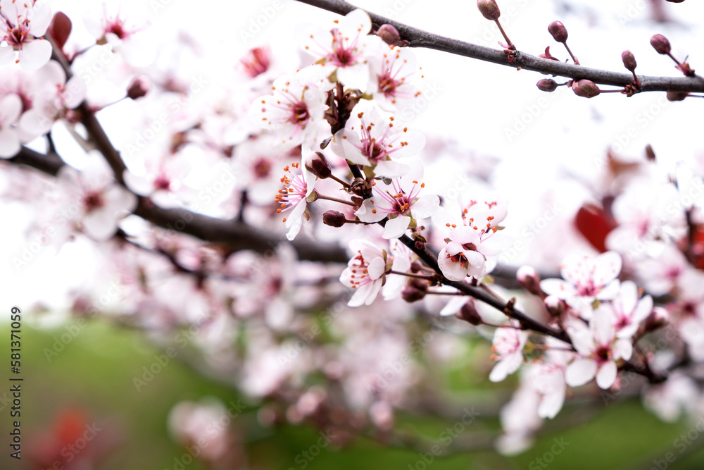 Beautiful flowering cherry tree in spring. Cherry flowers close up Beautiful flowering cherry tree in spring. Cherry flowers close up