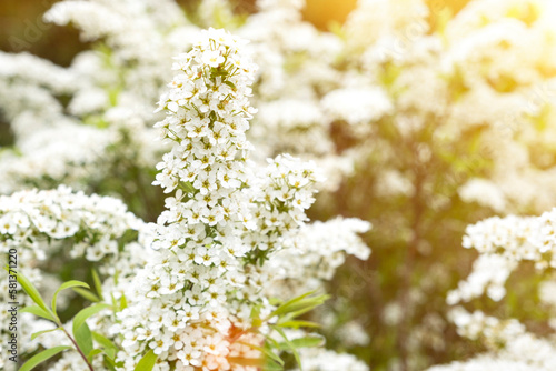 White spring flowers on a natural background. White spring flowers as spring background