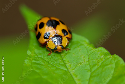 Ladybug on a leaf in the forest