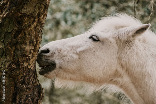 close up of a white horse rubbing against tree showing teeth chewing bark