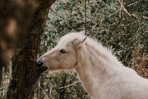 white wild horse side profile rubbing against tree eating bark in nature 