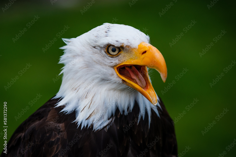 portrait of sea eagle portrait of sea eagle