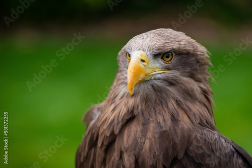 portrait of       eagle