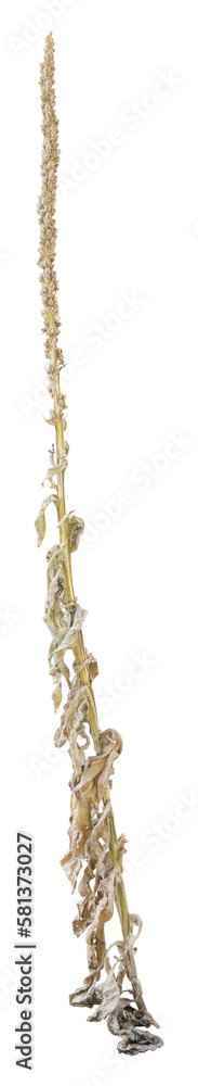 Isolated PNG cutout of a wilted plant on a transparent background, ideal for photobashing, matte-painting, concept art Isolated PNG cutout of a wilted plant on a transparent background, ideal for photobashing, matte-painting, concept art