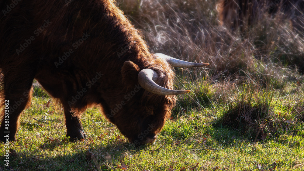 portrait of original scottish cattle portrait of original scottish cattle
