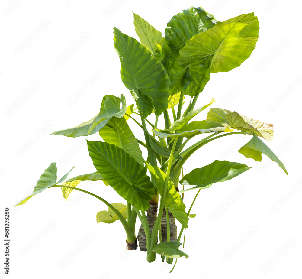 Isolated PNG cutout of a giant upright elephant ear plant on a