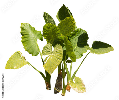 Isolated PNG cutout of a giant upright elephant ear plant on a transparent background, ideal for photobashing, matte-painting, concept art photo
