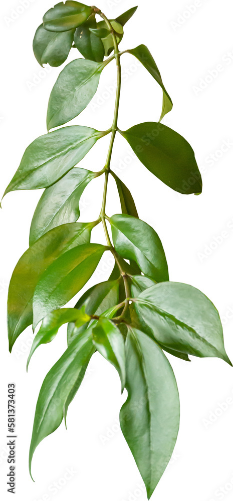 Isolated PNG cutout of a plant on a transparent background, ideal for photobashing, matte-painting, concept art Isolated PNG cutout of a plant on a transparent background, ideal for photobashing, matte-painting, concept art