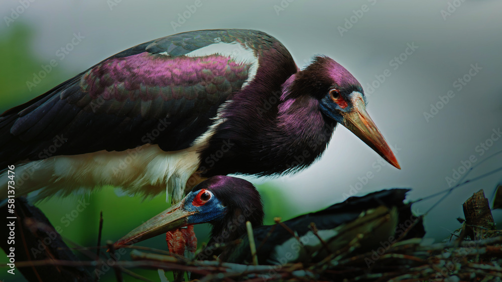 Naklejka premium portrait of Abdim's stork