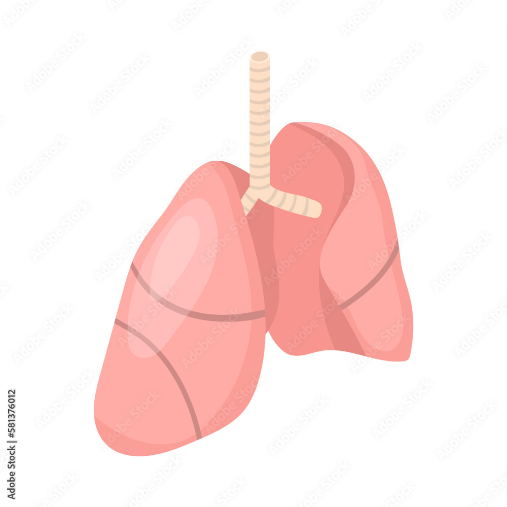 Human Lungs Anatomy Composition Human Lungs Anatomy Composition