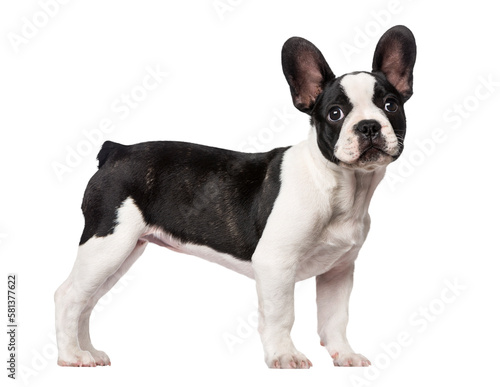 Fotomurale Dog PNG, Dog Transparent Background