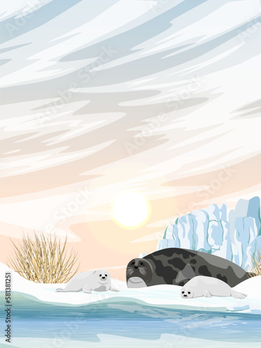 A harp seal with two puppies lies on the shores of the Arctic Ocean. Northern landscape with dry grass and glacier. Mammals animals of the Arctic. Realistic vertical vector landscape.