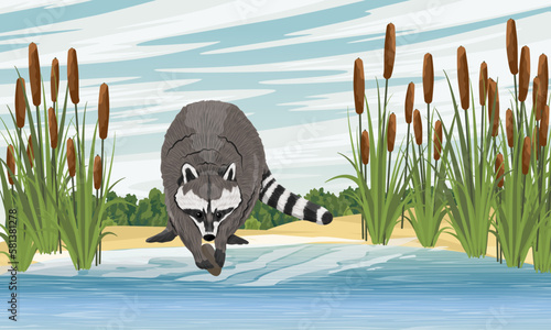 The raccoon is looking for shellfish in the lake. Sandy shore of the lake with high thickets of cattail. Realistic vector landscape