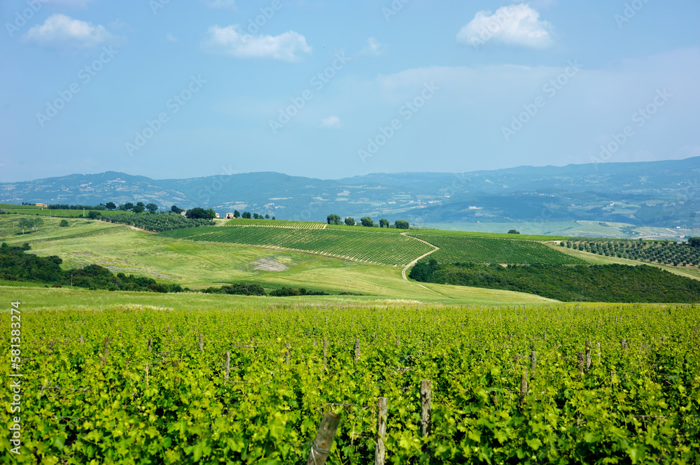 Stunning view of wineyards and farmlands with small villages on the horizon. Tuscany, Italy. Stunning view of wineyards and farmlands with small villages on the horizon. Tuscany, Italy.