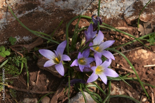 Crocus-leaved Romulea (Romulea bulbocodium) in lush pink bloom next to withered limestone rock, embedded in maroon color soil near Puerto del Correo Pass in the Sierra Grazalema mountains, Spain photo