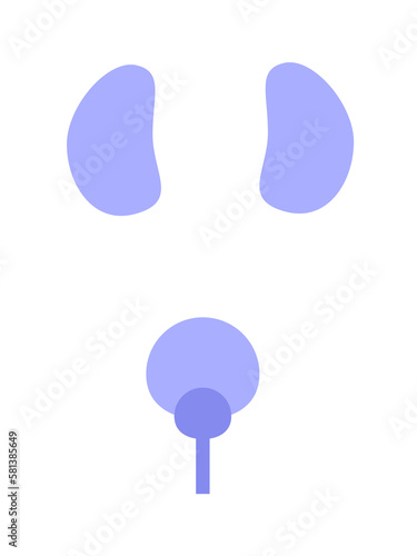 Healthy kidneys and urinary system